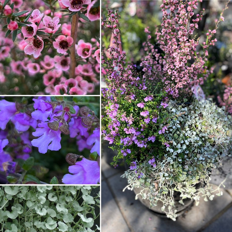 SPRING NATIVE BLOSSOM & Mini Meyer Citrus