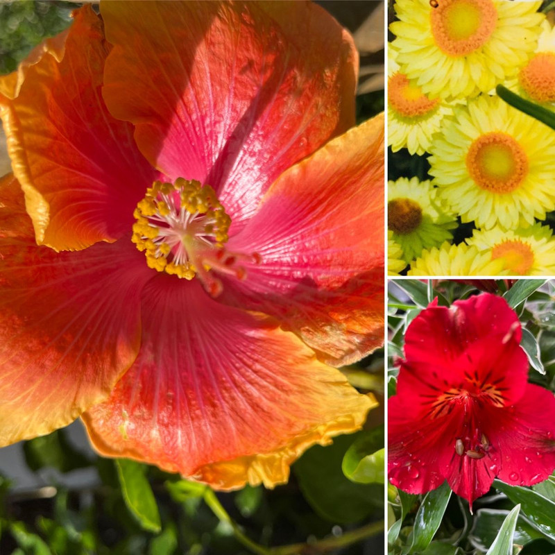 Autumn Glowing Gardens ~and~ Pretty Plectranthus