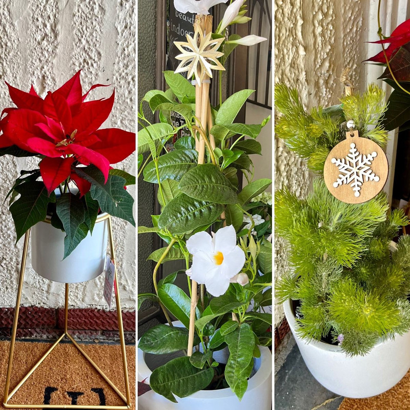 IT'S FEELING FESTIVE AT BOTANICAL CREATIONS!