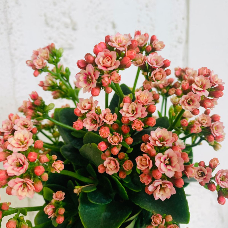 MONKEY FACE, Hardy BLOOMS & ClassicCombo with a TWIST