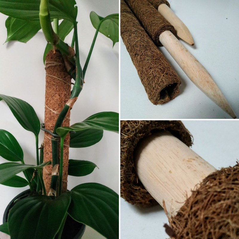 BOLD NATIVES and INDOORS PLUS Camellias as cute as a BUTTON