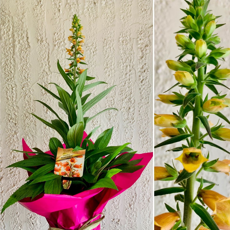 PERENNIAL FOXGLOVE, Coastal-Hardy Trio & Colour Indoors