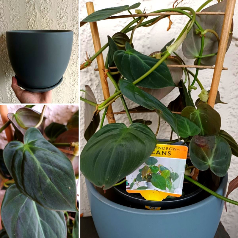 Soft Winter Colours & Velvety Foliage