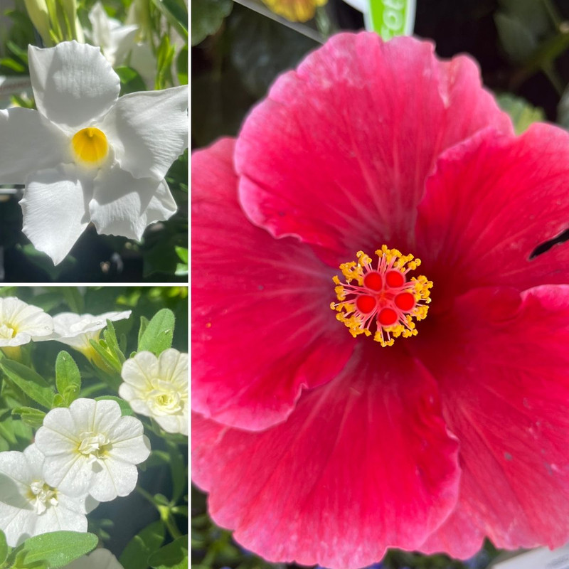 Create a Tropical VIBE! Hibiscus & Cannas Looking Fab