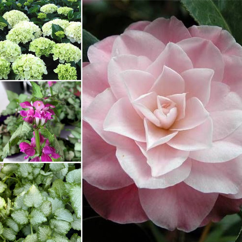 Classic, Elegant Blooms&Foliage HYDRANGEAS