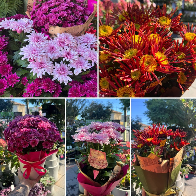 GOLDEN AUTUMN & MOTHER'S DAY GIFTS!