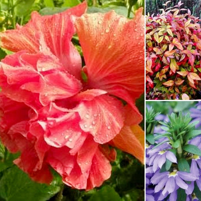 TROPICAL SUMMER FLOWERS FUNKY POTS WASABI SALAD