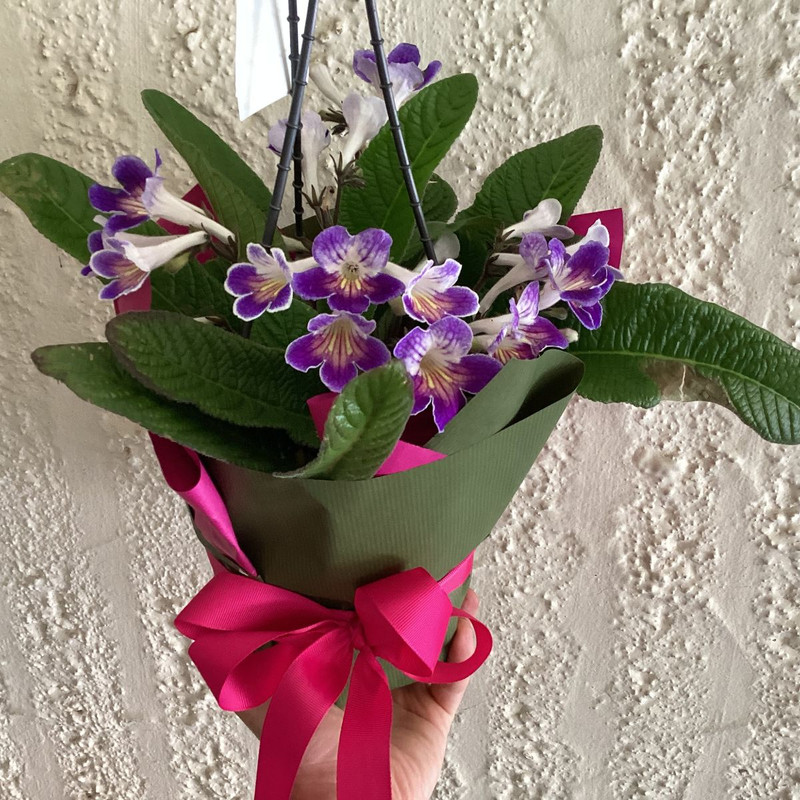 Give a Gift that grows this Christmas! Top Staff Picks