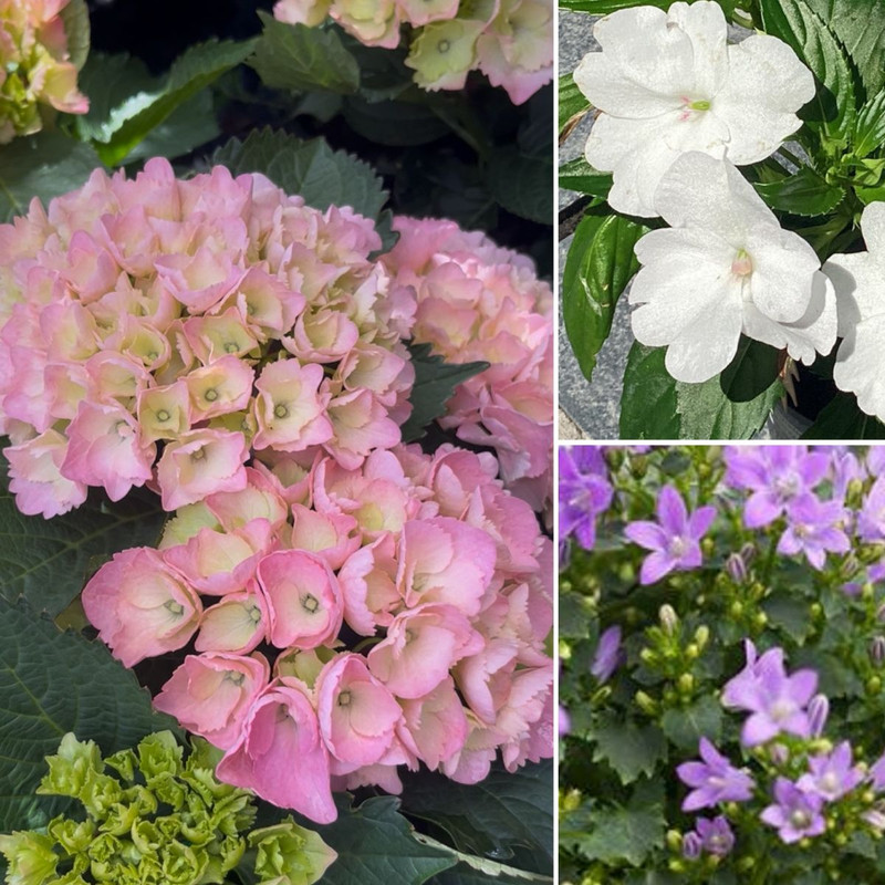 BEAUTIFUL BLOOMS - INSIDE & OUT!