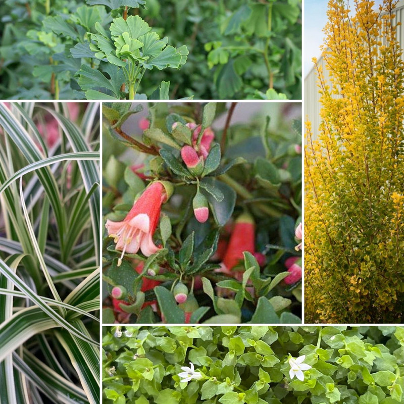 Autumn Glory & Fabulous Fuchsias!