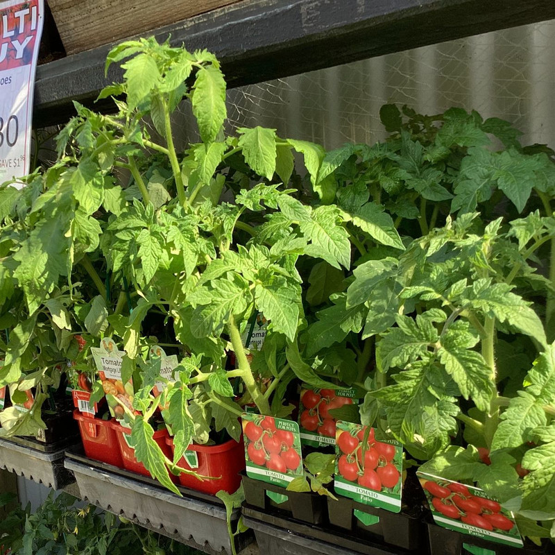 MELBOURNE CUP - TOMATO TIME