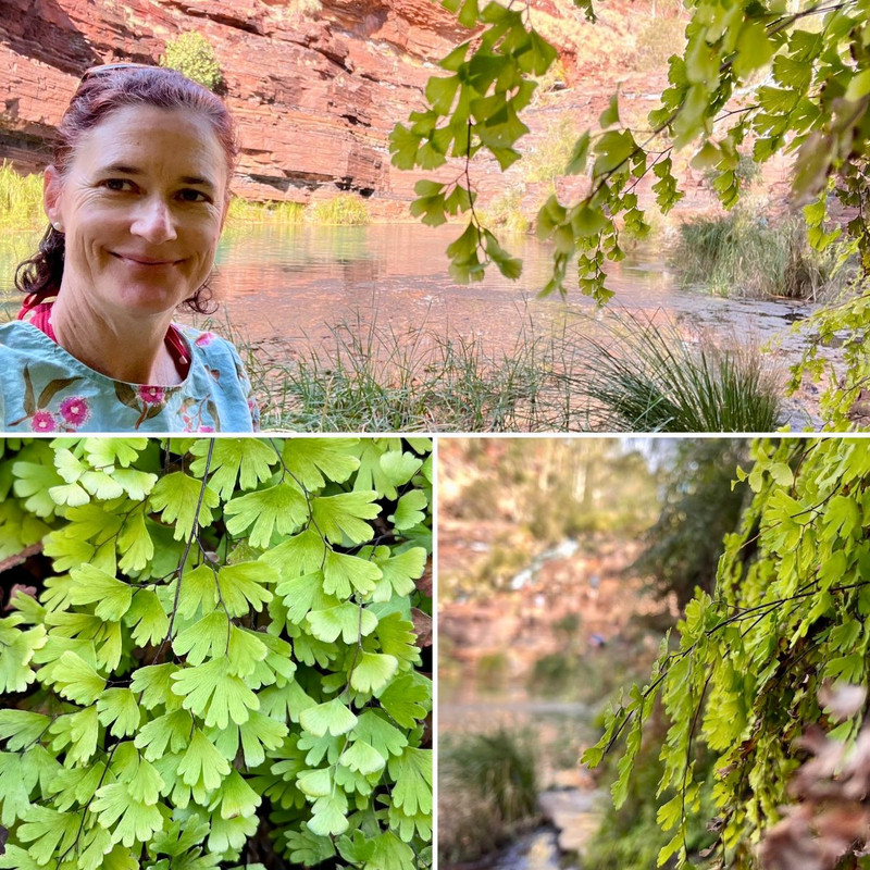 Travel Update - Ferns Delight! Discover Kalanchoe