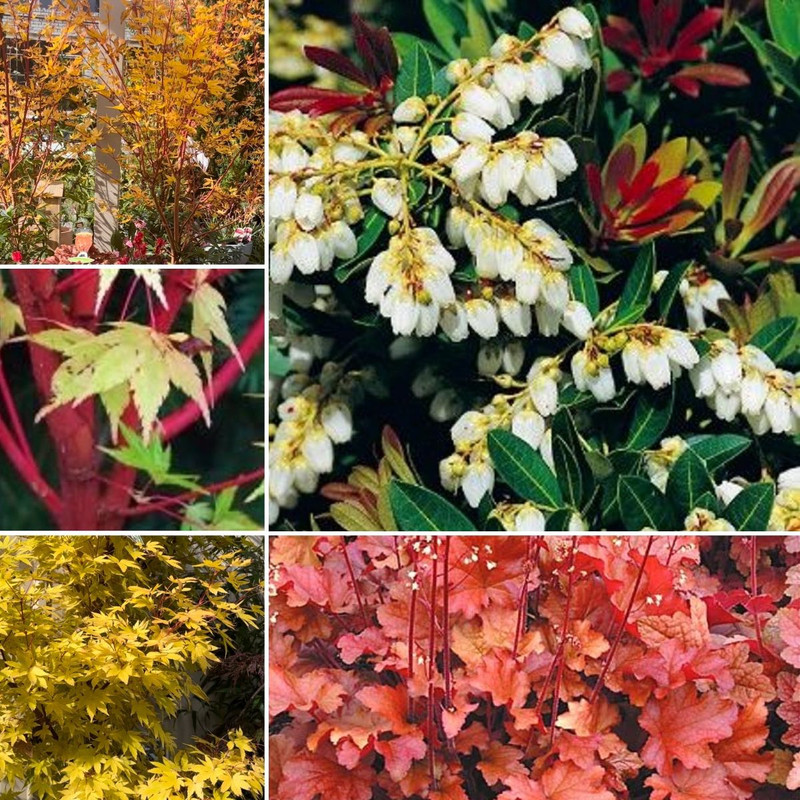 Golden Daze of Autumn