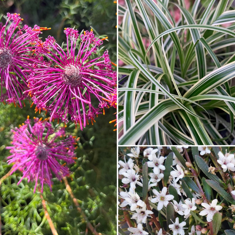 Spectacular Native Wonders! PLUS GIFTS2GO