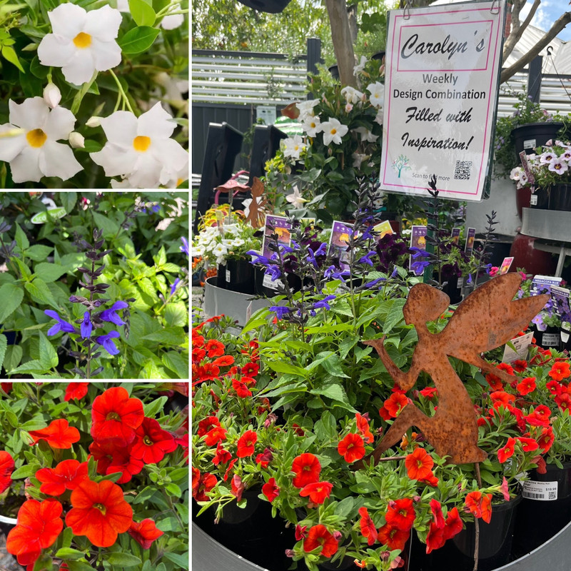 Hot Contrast Summer COLOUR! & Value Gifts for ALL!