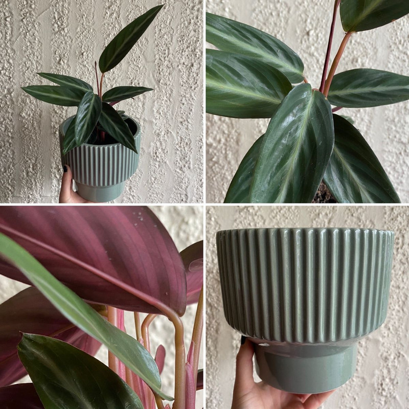 Vivid Gifts, Fancy Indoors & Fabuolous Shady Combo