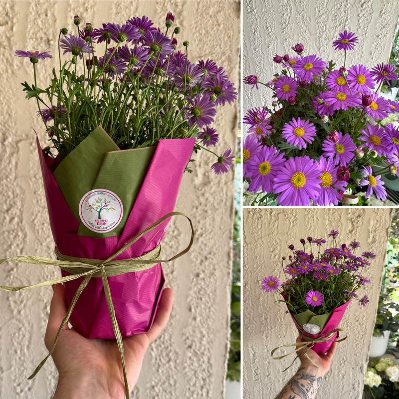 3 for $10 TOMS, Fabulous Baskets & Attractive Natives