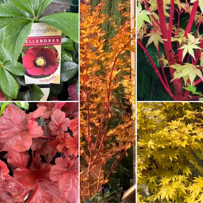 Autumn AWESOME Foliage