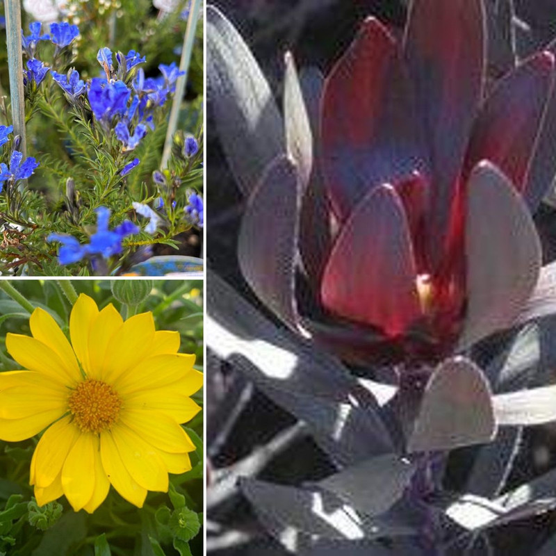 GET IN THE GARDEN FOR GRAND FINAL!