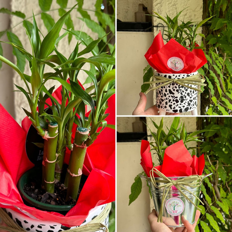 Make an IMPACT This Christmas!