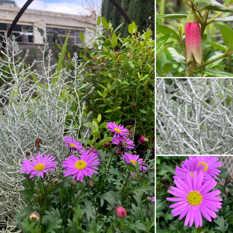 Pretty Primula , Duffi & Rabbit Fern