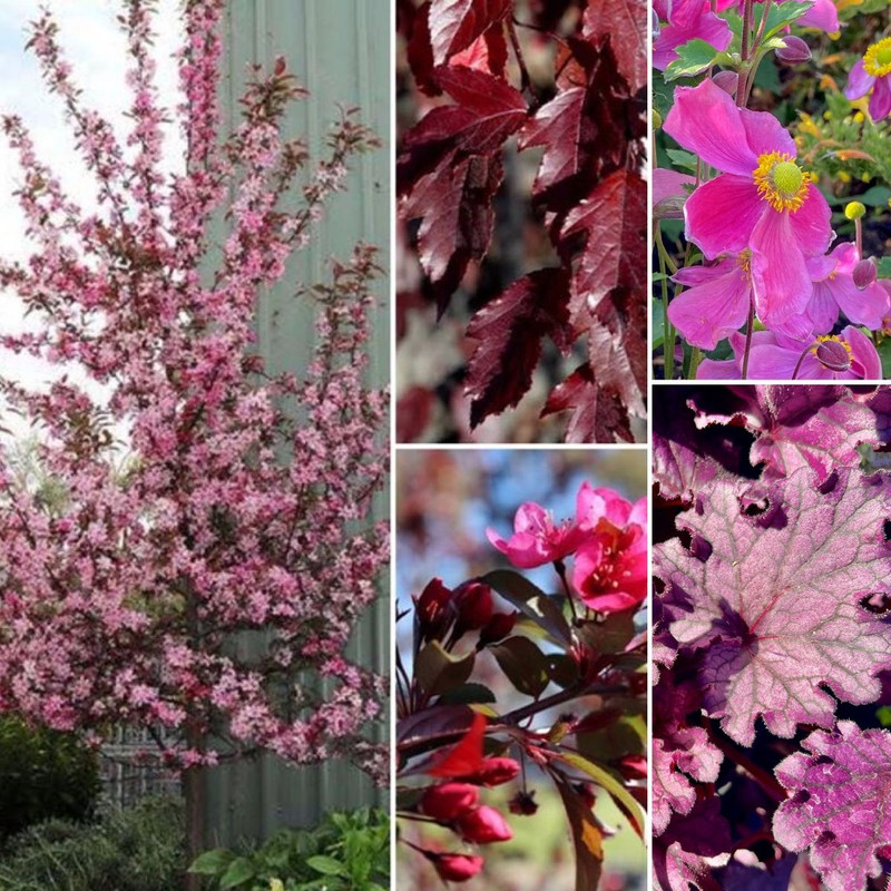 Plum Perfect Foliage PLUS May Gibbs Pots