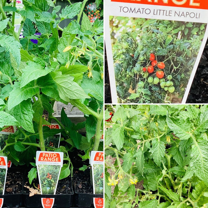 PLANT TOMATOES ON MELBOURNE CUP WEEKEND!