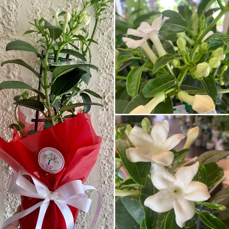Great GIFTS, Terrariums, Stephanotis, Tulsi, and Million Bells