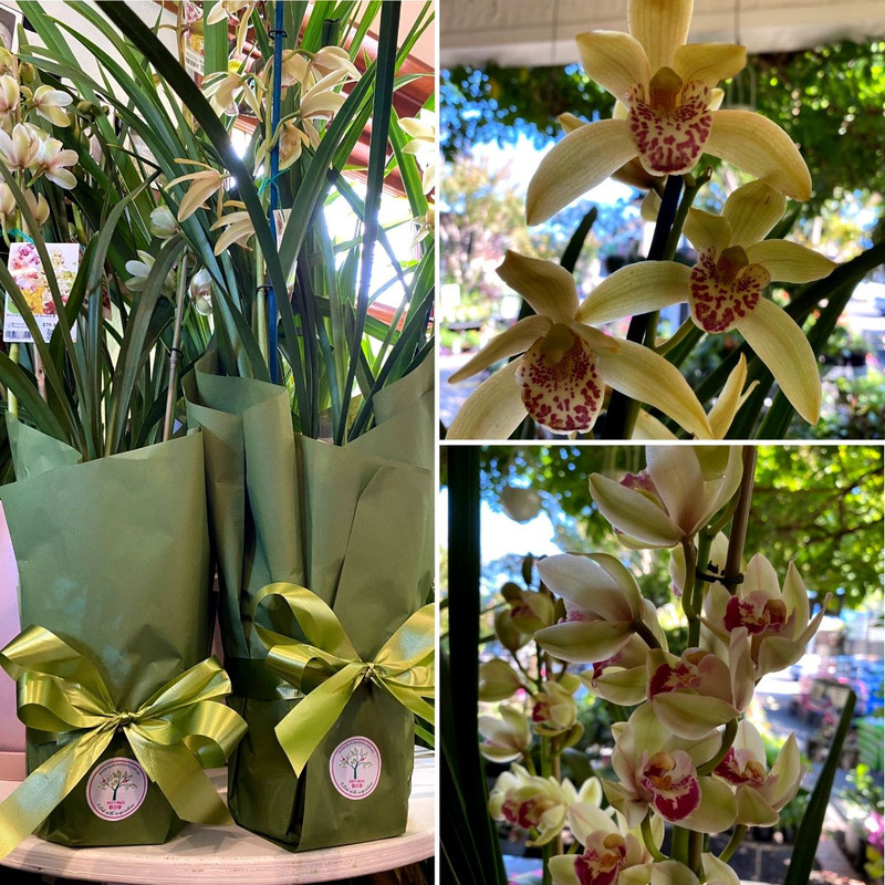 Cymbidium Orchids Arrived & Native Beauties