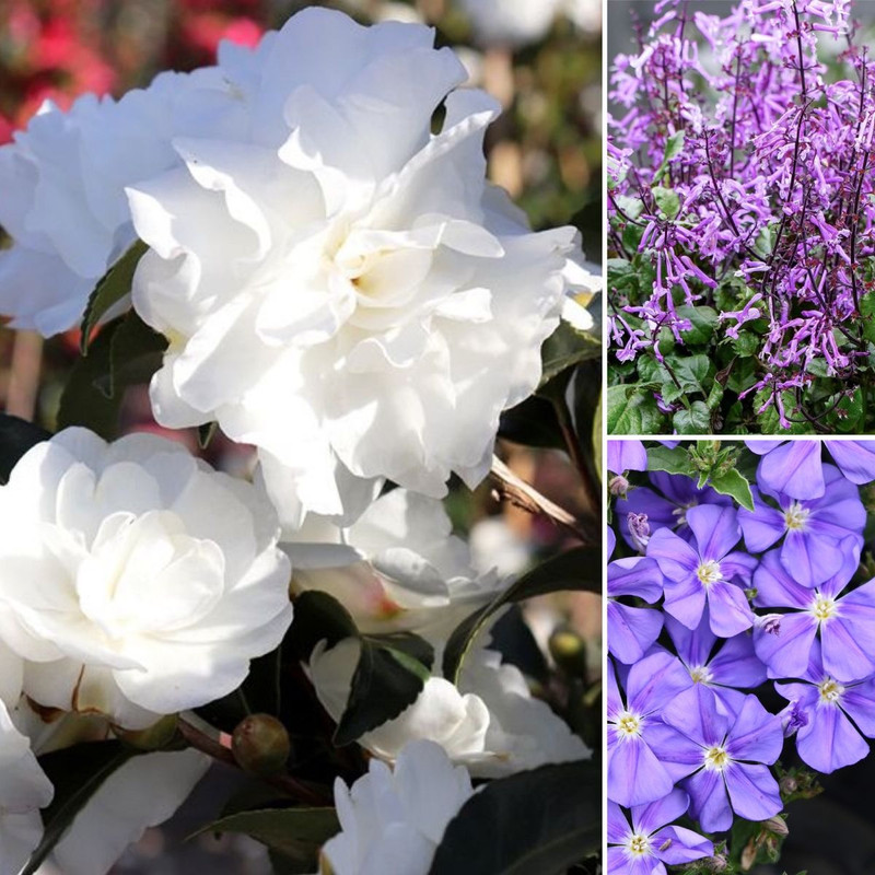 An Avalance of Blooms & 50% OFF HYDRANGEAS/CHRYSANTHEMUMS