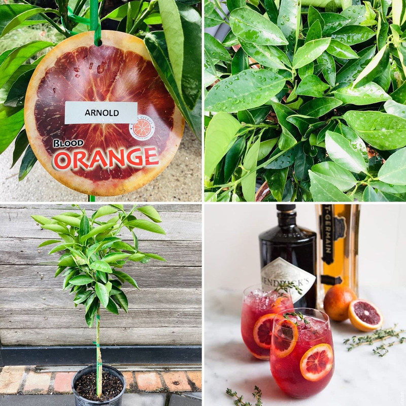 Wonderful Winter Delights & Blood Orange Cocktails