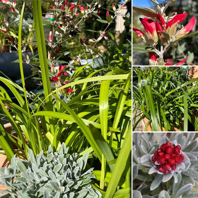 Winter Warmers & NEW SEASON FLOWERS!