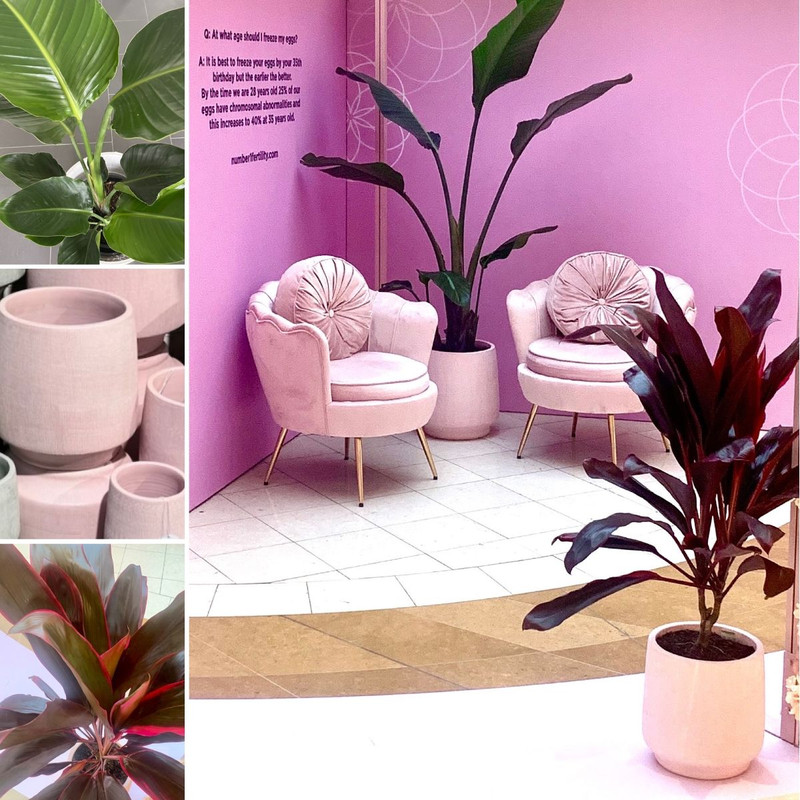 Bulb Season Is HERE! Pinstripe Calathea