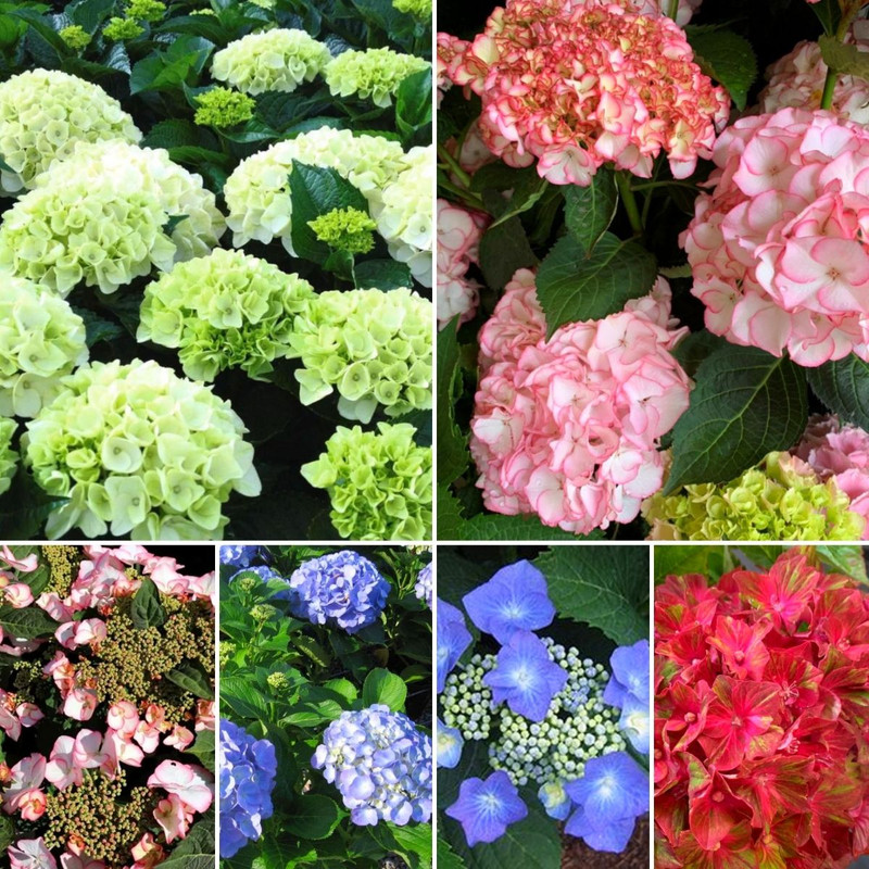 Hydrangeas in Bloom! Sensational Strawberries!