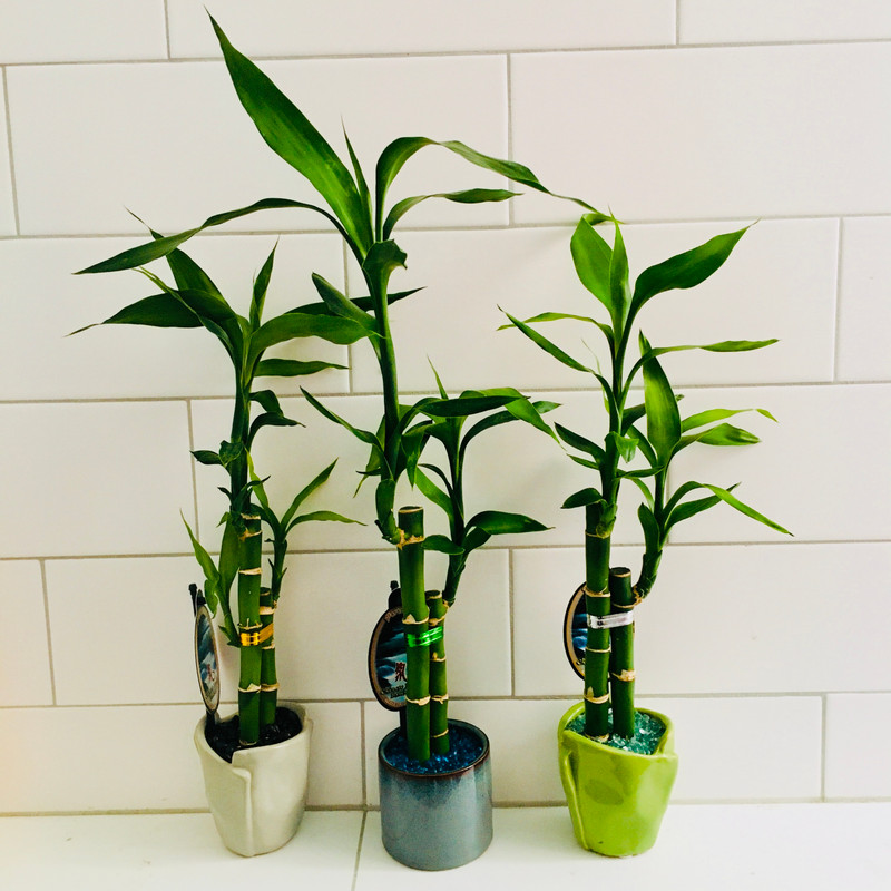 HAPPY NEW YEAR SAVINGS