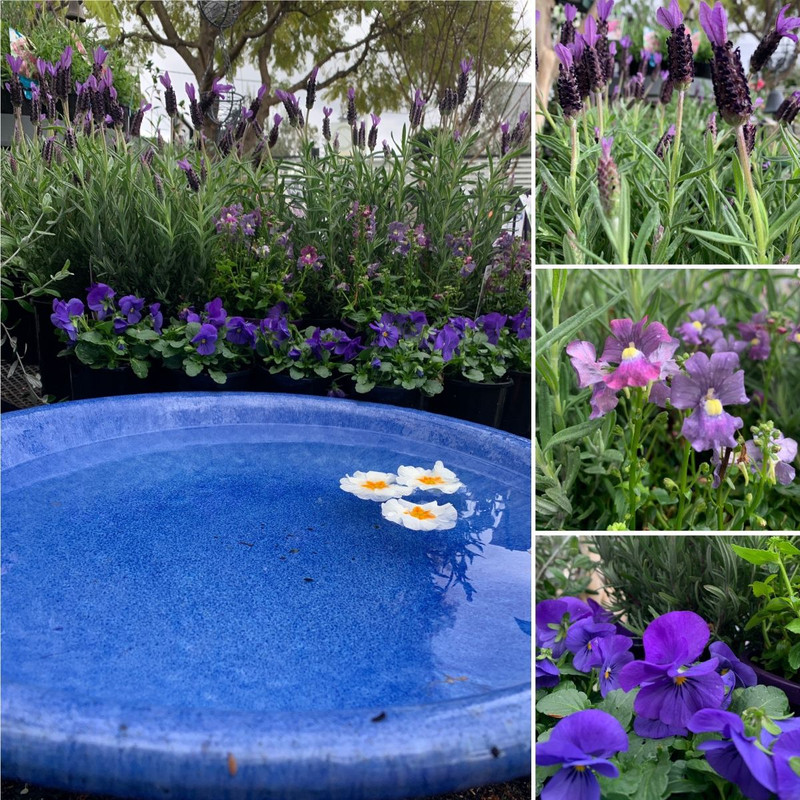 Positive Winter Blues - Brighten up the day