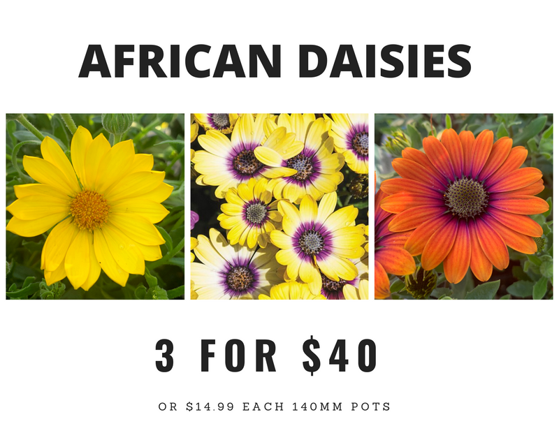 Pick up Tomatoes, Petunias & African Daisies