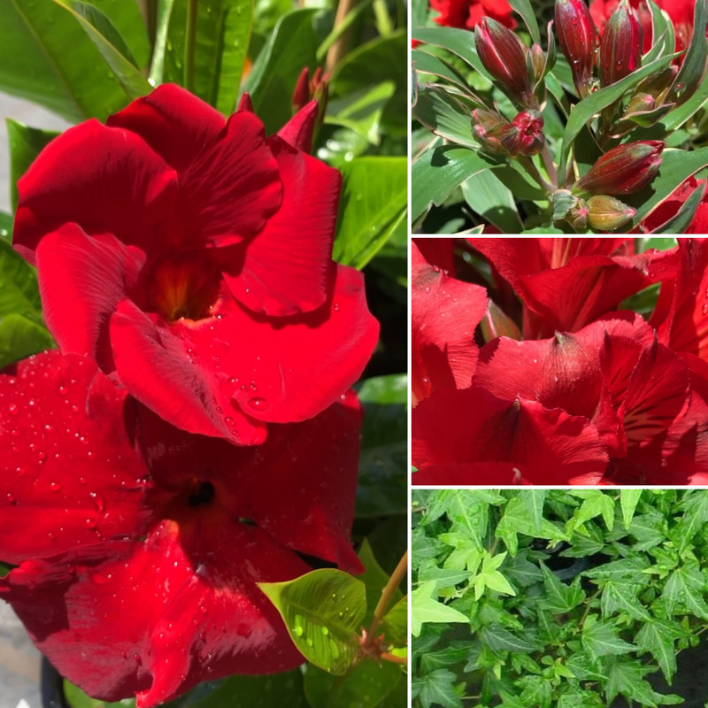 BRAZILIAN JASMINE AND PERUVIAN LILY, AMAZING INDOORS