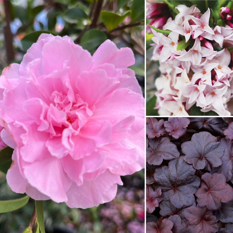 Flowers, Fragrance & Foliage With Love Botanical Creations