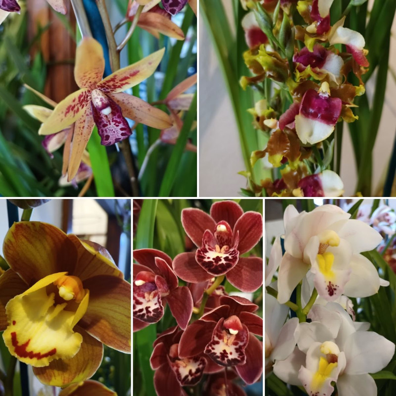 tunning Orchids, Indoor Jungle, Pink Plum & White 
