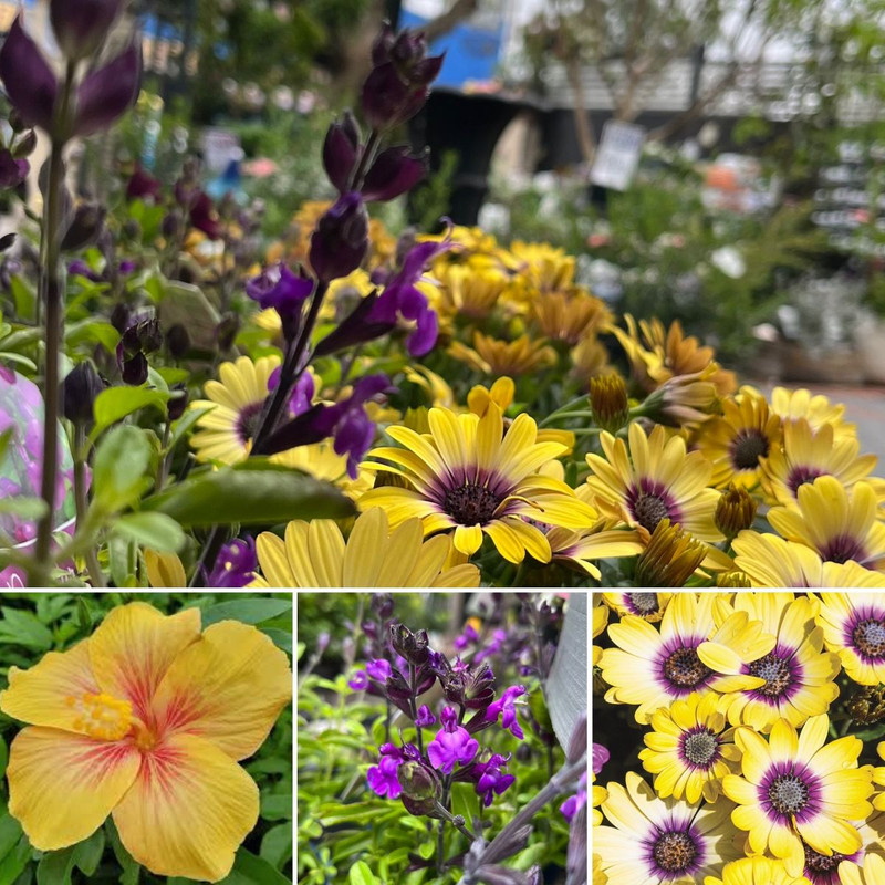 Sunshine on a Cloudy Day & National Gardening Week