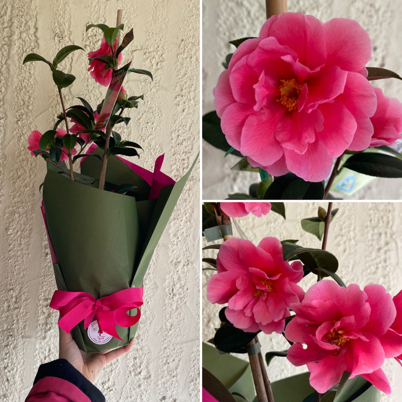 WINTER FIREWORKS + 30-50% OFF HUGE RANGE