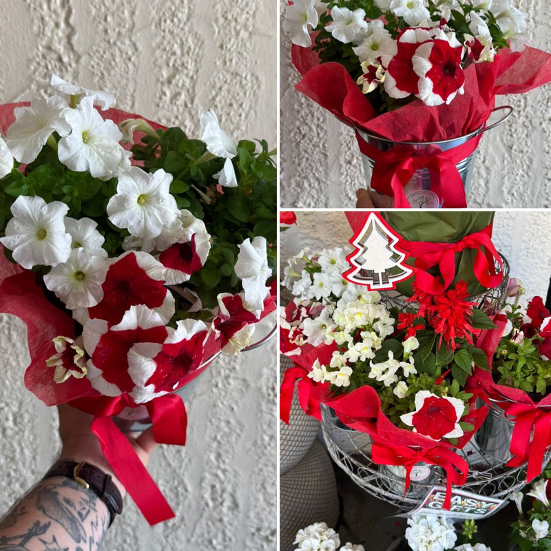 Give a GIFT THAT GROWS! OPEN XMAS EVE TO 5PM