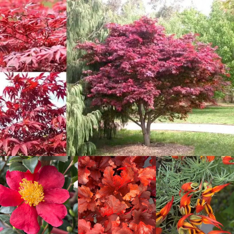 AUTUMN GARDENS AGLOW!