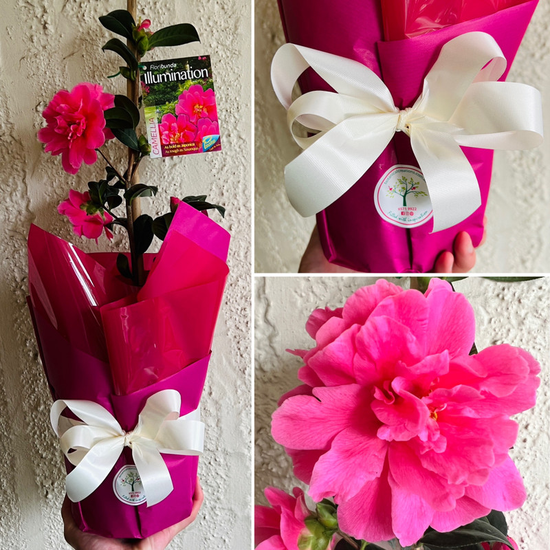 ILLUMINATION - GET OUT THERE AND BLOOM! - YUM NAGAMI