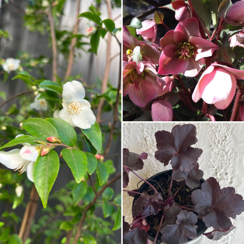 CREATE A DAINTY WINTER GARDEN