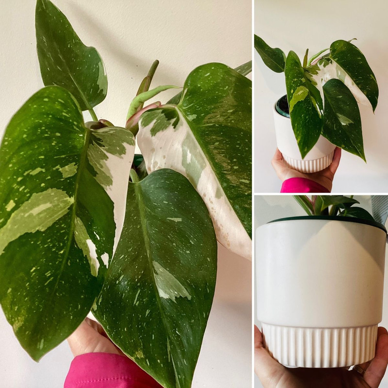 Create a Floral Meadow Indoors & OUT