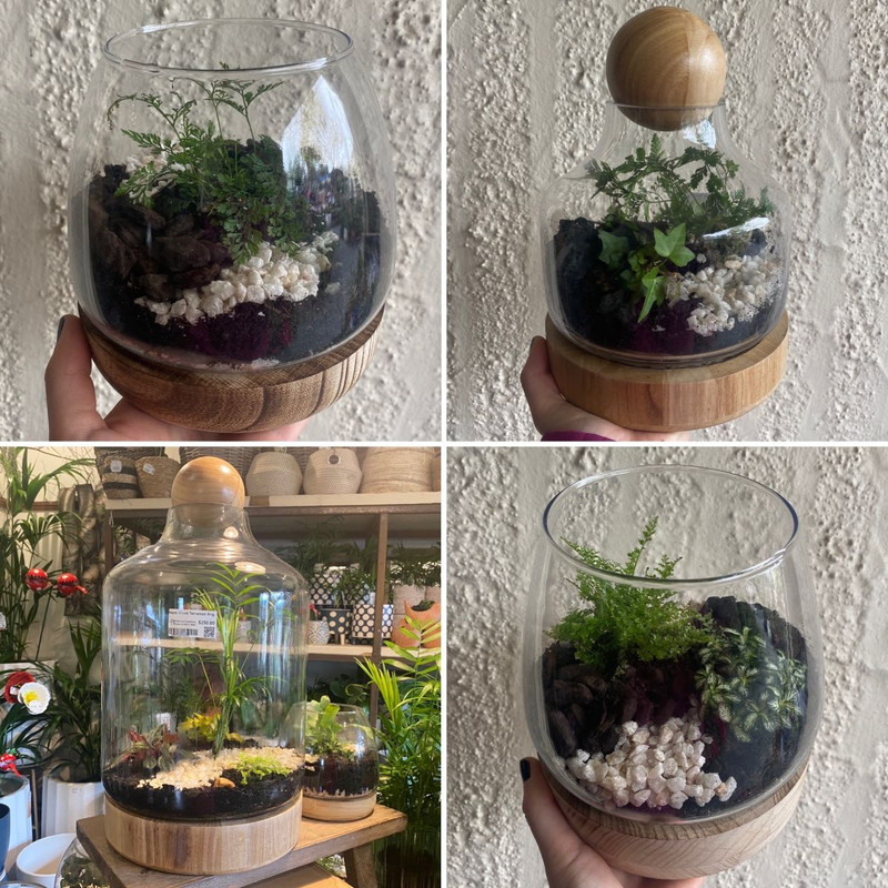 NEW TERRARIUMS, Colourful Natives & Carrots 