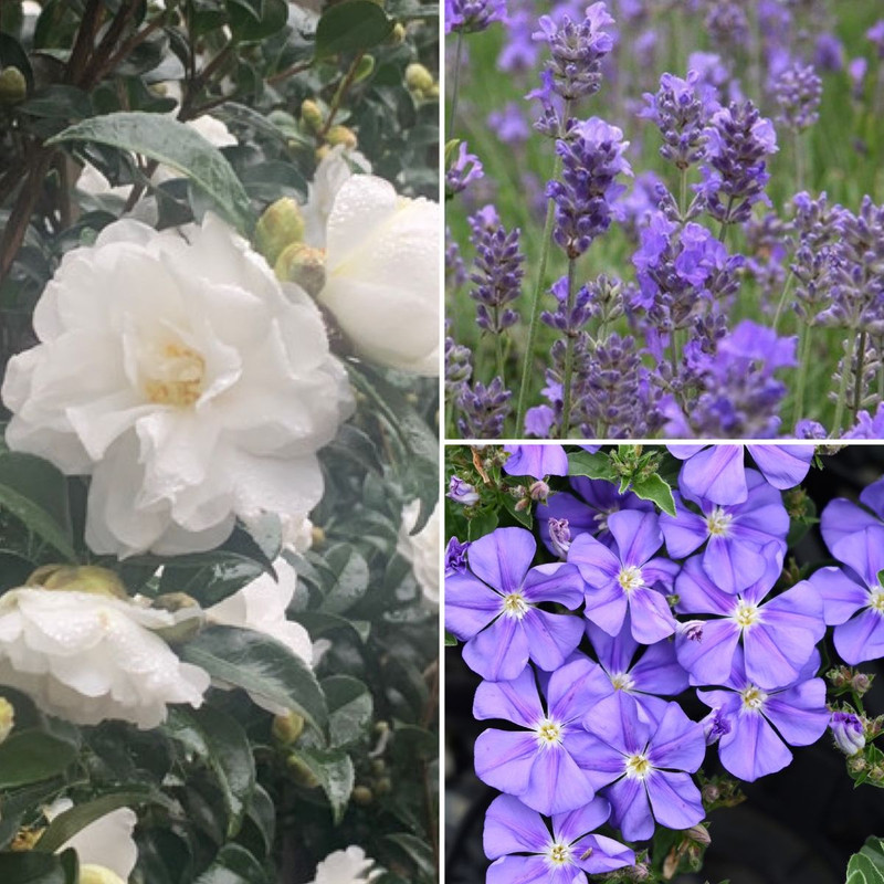 NEW BUTTERFLY BUSH Romantic combo, Indoor Tripod & Calatheas