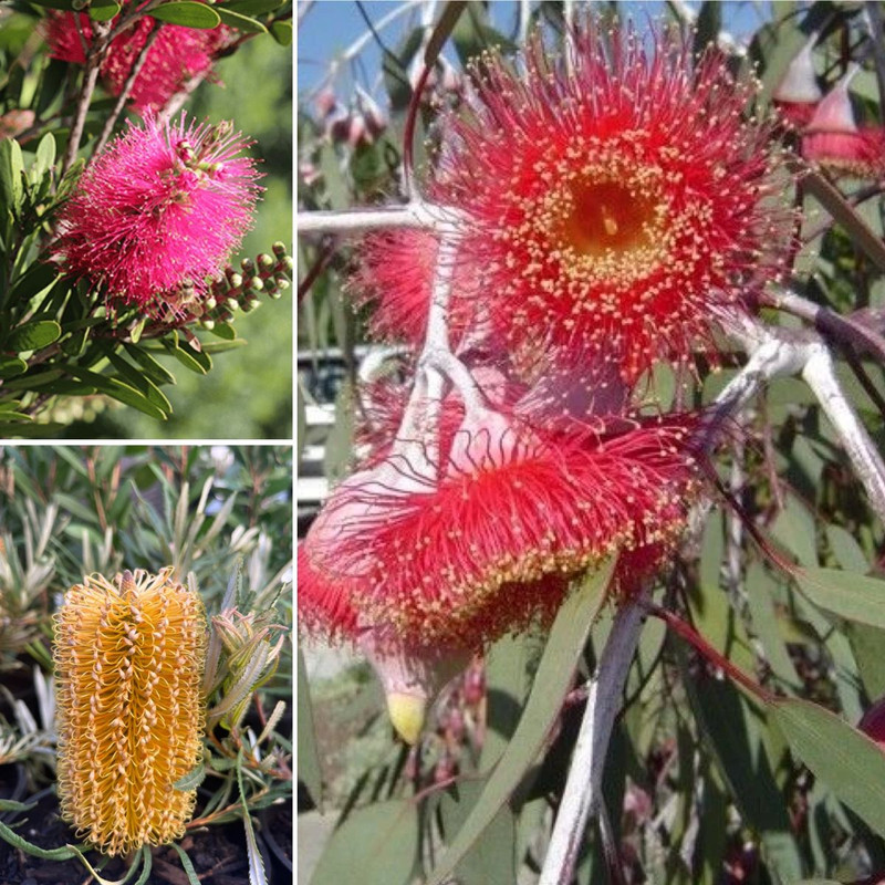 Plant Outstanding Aussies on ANZAC Day